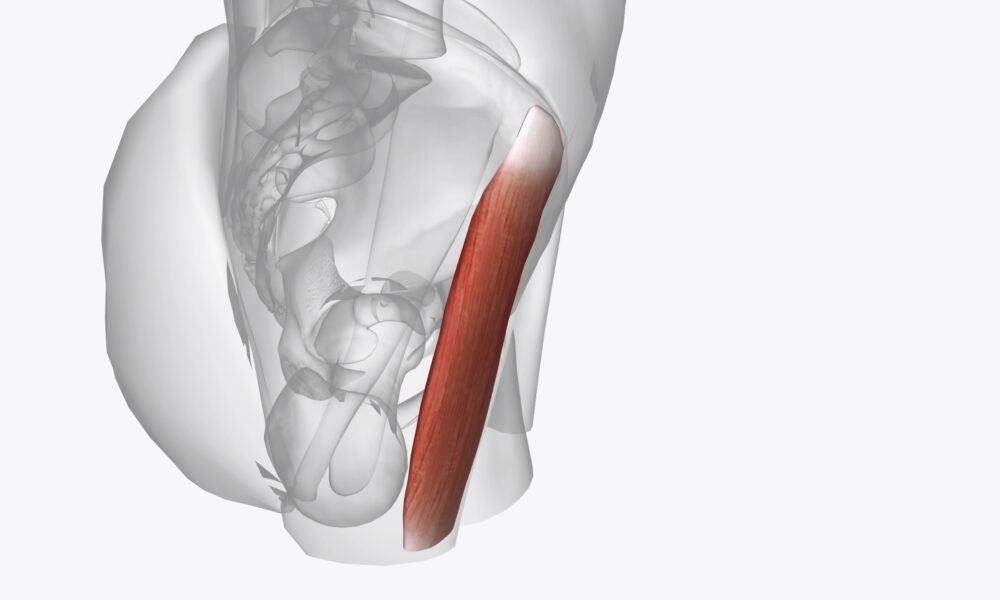 ¿Tienes las caderas y la zona lumbar tensas? Es muy probable que este pequeño músculo sea el culpable.
