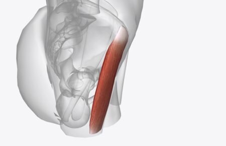 ¿Tienes las caderas y la zona lumbar tensas? Es muy probable que este pequeño músculo sea el culpable.
